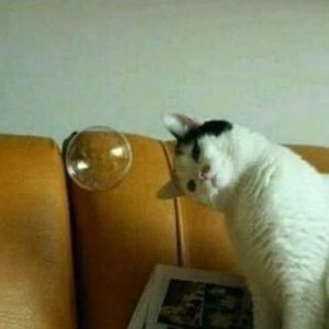 Meet your Posher, Adriana